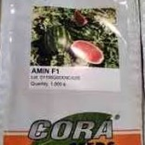 AMİN F1